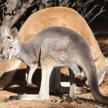 Kangaroo Management And Research 3